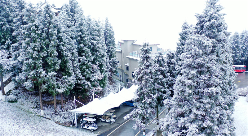 罗汉林下雪图片图片