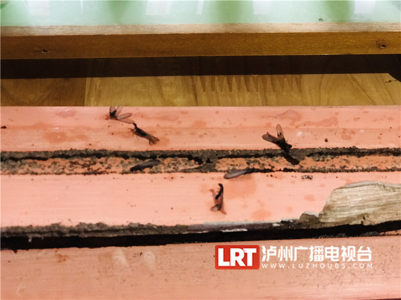 @泸州市民,家中出现白蚁要重视,可这样处理→_要闻_头条_大听网_泸州