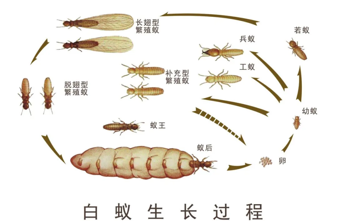 探究白蚂蚁的奥秘图片图片