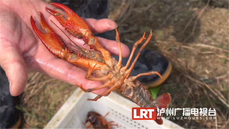 肉质肥美成抢手货泸州这里用高山泉水养殖的小龙虾你吃过吗